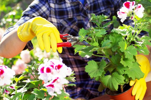 A person wearing a blue plaid shirt and bright yellow gardening gloves is trimming a potted plant with white and pink flowers. The plant has large green leaves and vibrant blooms, and is situated among other lush greenery. The background features a garden setting with more plants and dappled sunlight filtering through surrounding foliage. The scene exemplifies outdoor gardening activities that might be offered by Garden Maintenance Clapham, highlighting detailed plant care and landscaping elements, such as healthy foliage and well-maintained flower beds, in a typical residential garden environment within the Clapham area near postcode SW4 in London.
