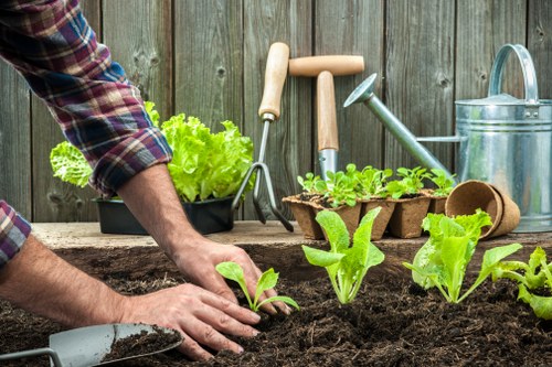 The image depicts a person planting young green lettuce or similar leafy vegetables into dark, fertile soil in a backyard or garden space, with a weathered wooden fence in the background. Several gardening tools, including a small hand trowel, a watering can, and ergonomic gardening tools with wooden handles, are arranged on a rustic wooden surface nearby. The garden area appears well-maintained, with a row of healthy, vibrant leafy greens that are neatly spaced and ready for growth. The soil is freshly turned, indicating recent planting activity, and natural daylight illuminates the scene, suggesting a clear weather day. This outdoor garden space features a simple, functional layout suitable for vegetable cultivation and general outdoor gardening tasks. The presence of gardening tools and the act of planting align with professional gardening and landscaping services offered by companies like Garden Maintenance Clapham in the Clapham area, emphasizing local expertise in outdoor garden care and vegetable gardening.