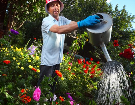 A man wearing a red hat, light blue shirt, and blue gardening gloves is watering vibrant flower beds and lush green shrubs in a well-maintained garden. The garden features a neatly trimmed lawn, with a variety of flowering plants displaying colors such as red, pink, purple, and yellow. In the background, there are tall trees and dense foliage, providing a natural and peaceful setting. The sunlight illuminates the scene, suggesting a bright, clear day. The garden surface includes flower beds bordered by soil and gravel pathways, and the overall landscape is designed for visual appeal and functionality, reflecting typical features of residential outdoor spaces in Clapham. Garden Maintenance Claphamâ€™s services often include plant watering, lawn care, and horticultural maintenance, all relevant to this outdoor environment.