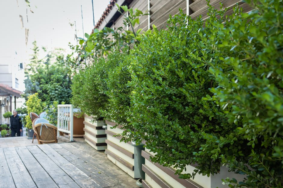 A well-maintained garden patio with a row of lush, neatly trimmed green hedges planted in containers along a wooden deck. The textured wooden planks of the decking are visible, showing a weathered sur